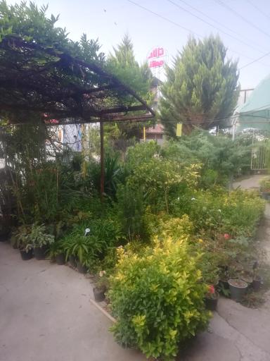 عکس گلخانه و گلدان ممتاز