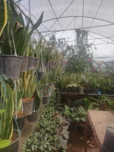 عکس گلخانه و گلدان ممتاز