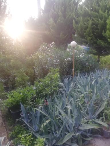 عکس گلخانه و گلدان ممتاز