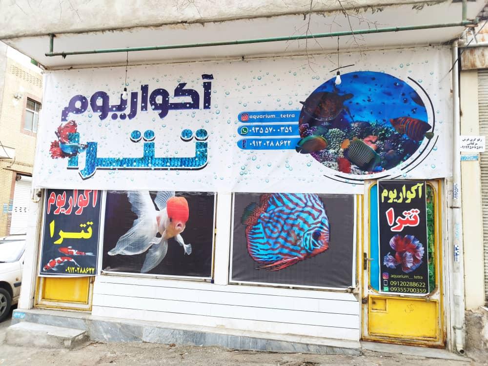 عکس آکواریوم تترا