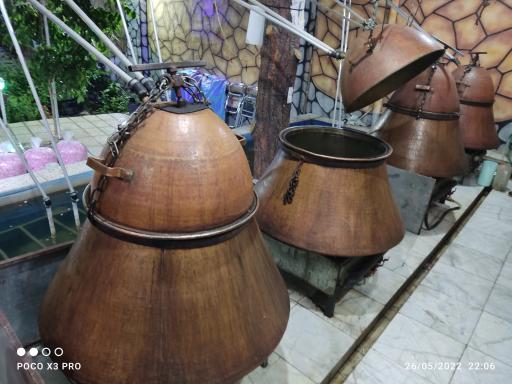 عکس گلاب گیری نظری