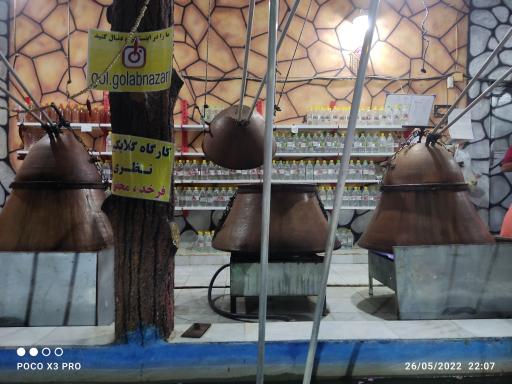 عکس گلاب گیری نظری