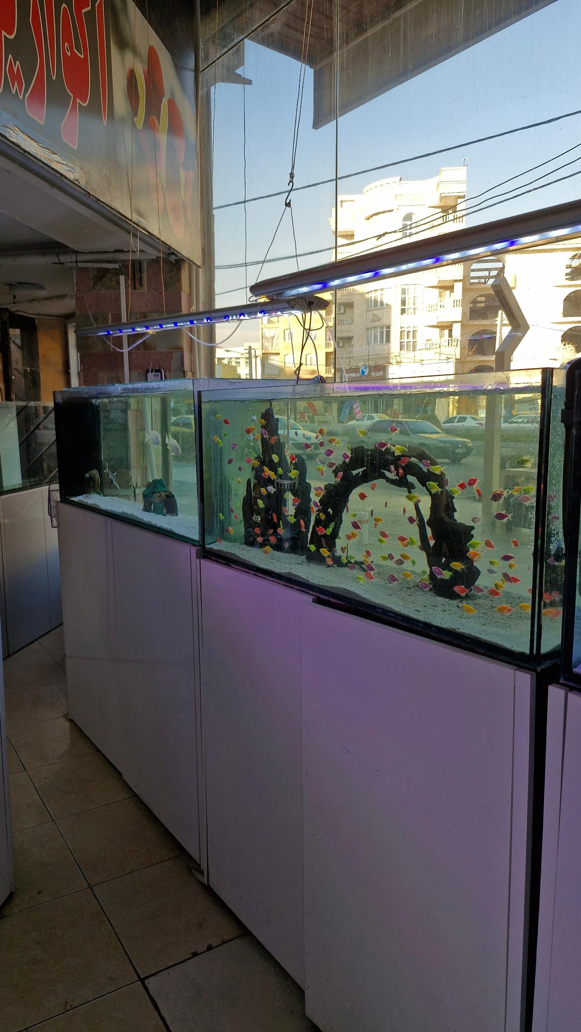 عکس آکواریوم مون لایت