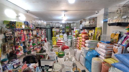 عکس دان پرندگان فردوس 