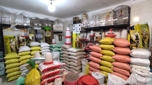 عکس دان پرندگان فردوس 