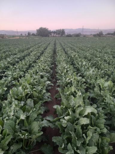 عکس مزرعه مکارم