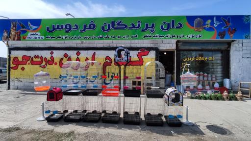 عکس دان پرندگان فردوس 