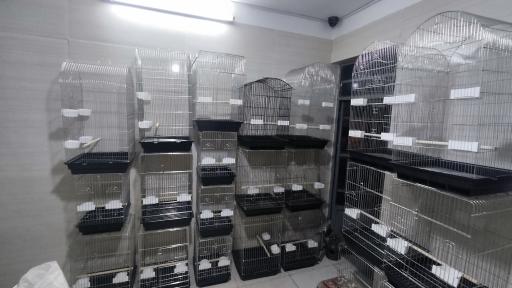 عکس دان پرندگان فردوس 