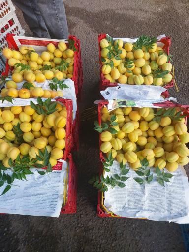 عکس سوپر میوه المهدی