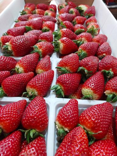 عکس سوپر میوه المهدی