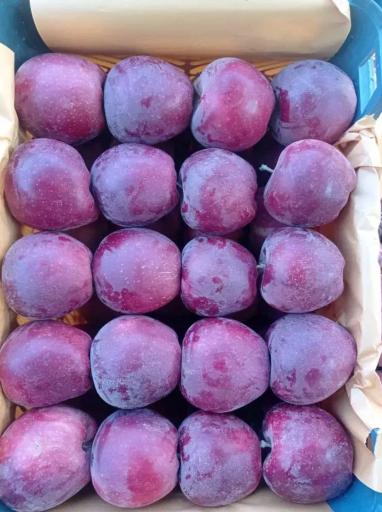عکس سوپر میوه المهدی