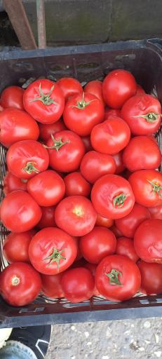 عکس سوپر میوه نوبرانه آقای کلبادی
