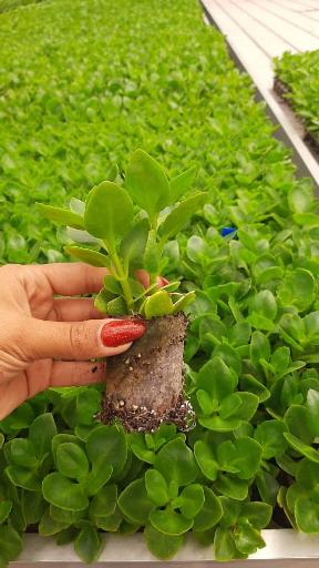 عکس شرکت بیوتکنولوژی ژن آرای حیات