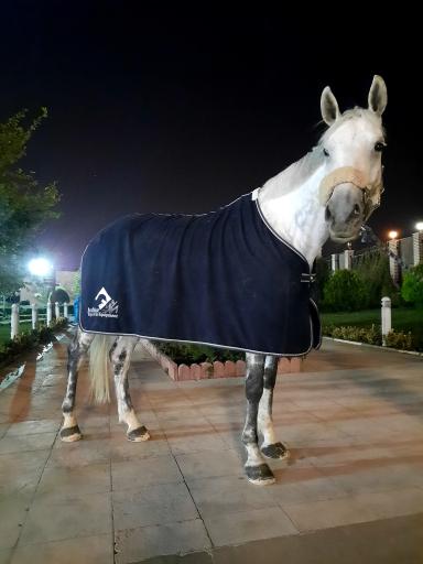 عکس باشگاه سوارکاری اشکان چیتگر