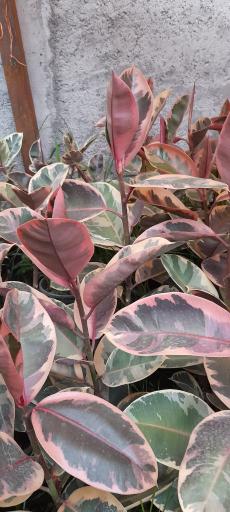 عکس گلخانه صابر بهاری