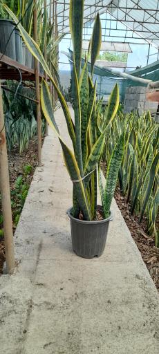 عکس گلخانه صابر بهاری