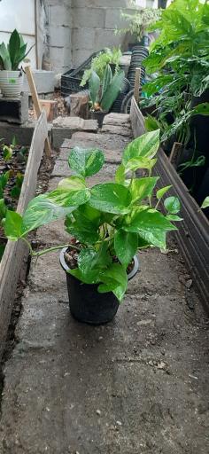 عکس گلخانه صابر بهاری