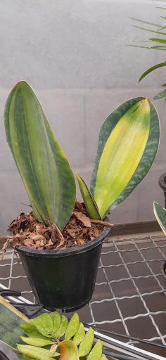 عکس گلخانه صابر بهاری