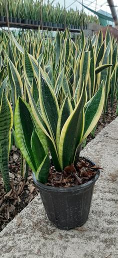 عکس گلخانه صابر بهاری