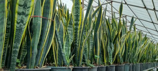 عکس گلخانه صابر بهاری