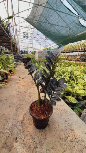 عکس گلخانه صابر بهاری