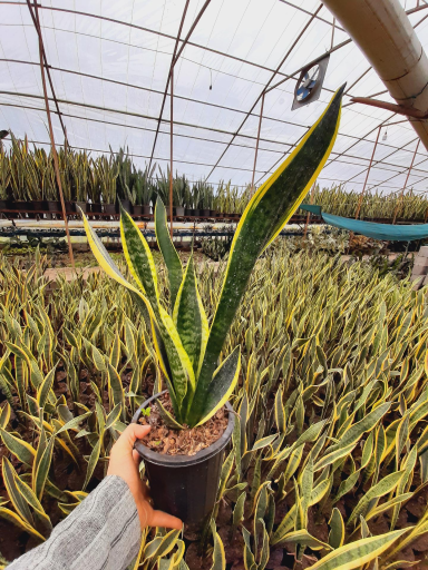 عکس گلخانه صابر بهاری