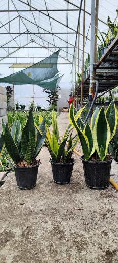 عکس گلخانه صابر بهاری