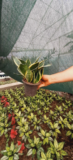 عکس گلخانه صابر بهاری