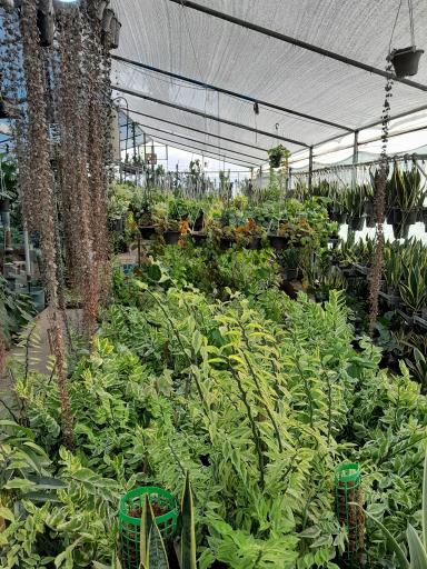 عکس گلخانه شبره