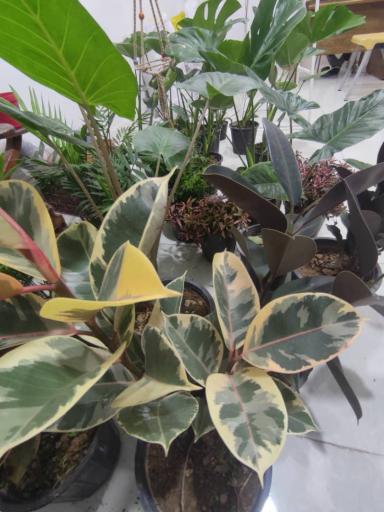 عکس گلکده مشکات