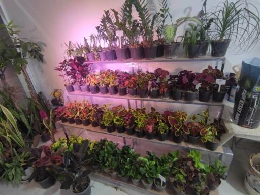 عکس گلکده مشکات