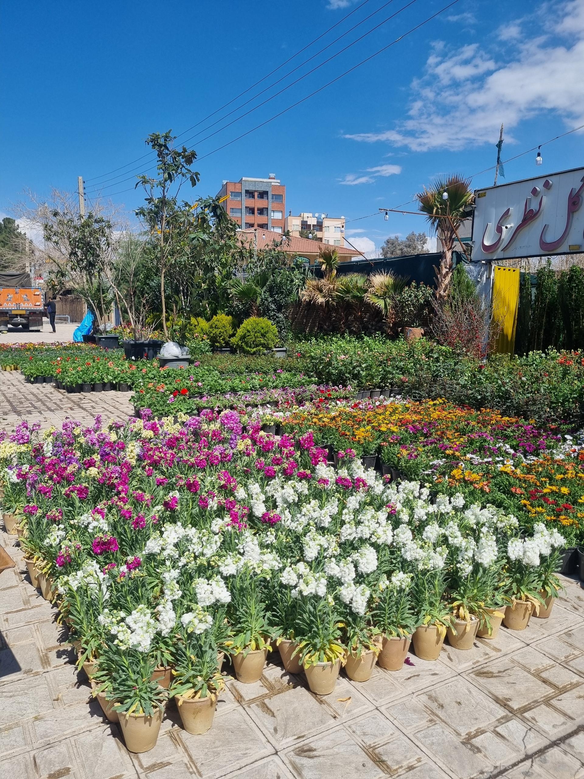 عکس باغ گل قاصدک