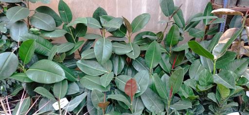 عکس گل و گیاه اچینو 