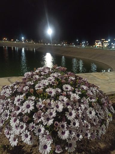 عکس دریاچه مصنوعی آزادی