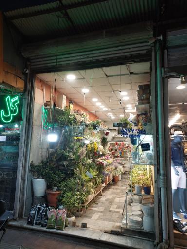 عکس گل مریم 