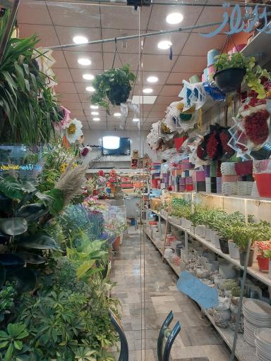 عکس گل مریم 