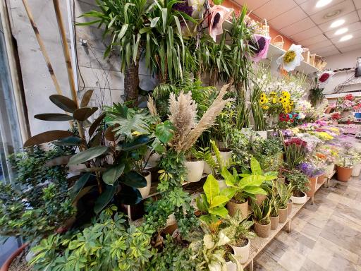 عکس گل مریم 