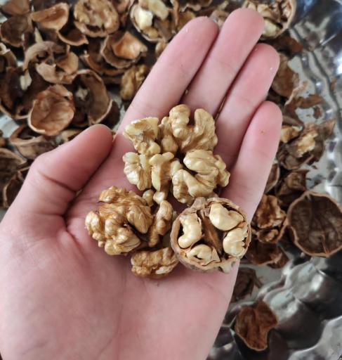 عکس خشکبار شریفی