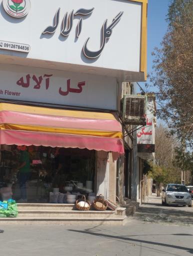 عکس گل آلاله