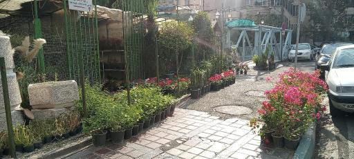عکس گل فروشی شیخ حسینی