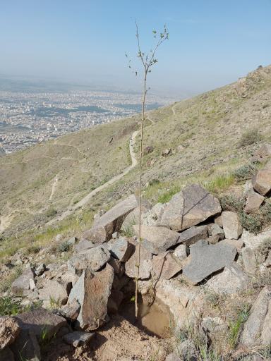 عکس درخت مرتیا