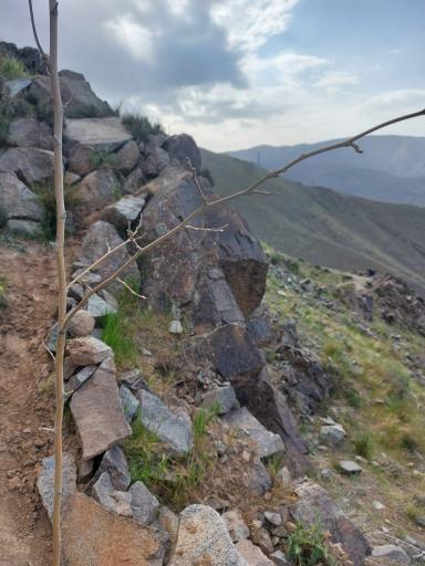 عکس درخت مرتیا