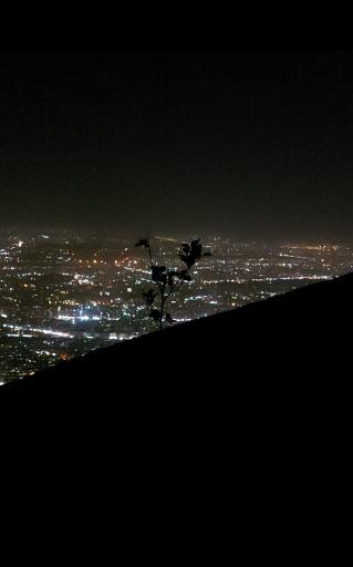 عکس درخت مرتیا