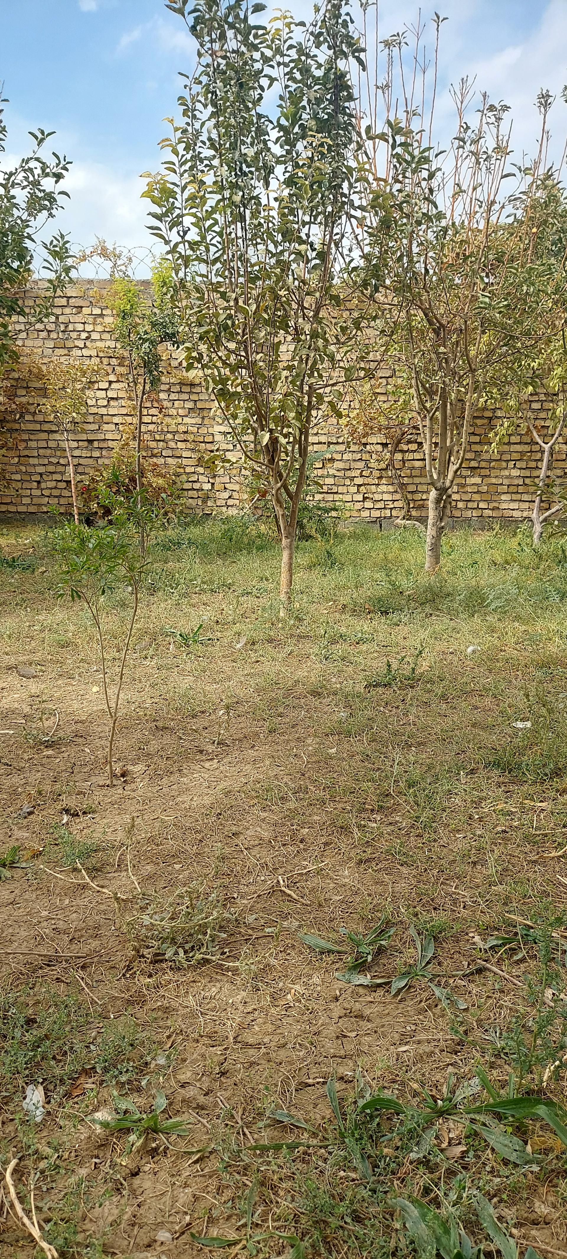 عکس پرورش طیور برکت