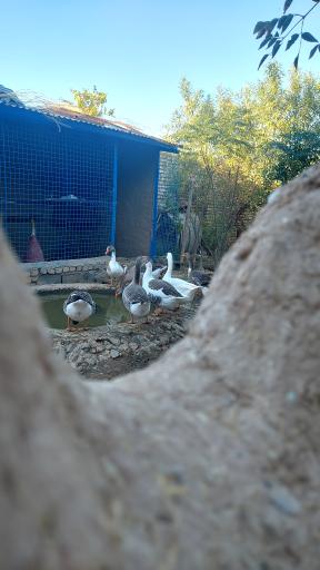 عکس پرورش طیور برکت