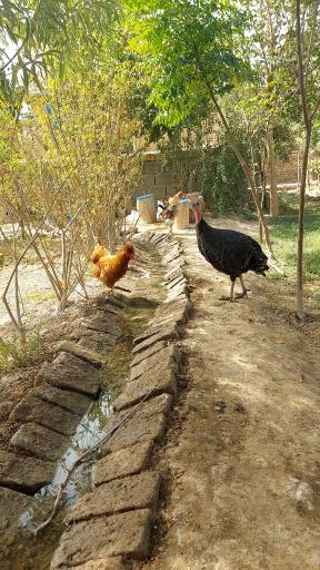 عکس پرورش طیور برکت
