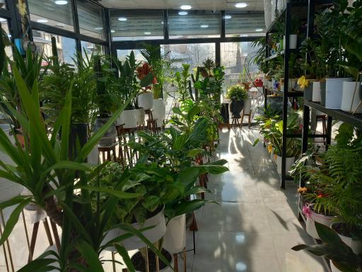 عکس گل کده نارسیس