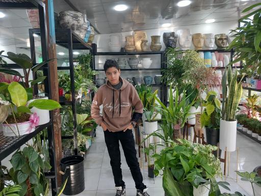 عکس گل کده نارسیس