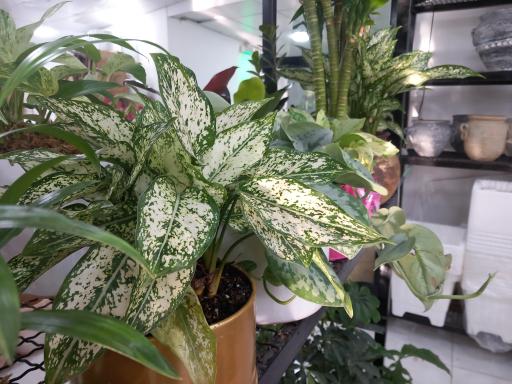 عکس گل کده نارسیس