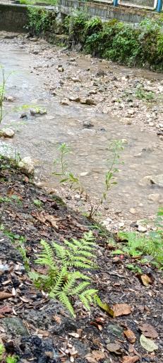 عکس چشمه گردوک